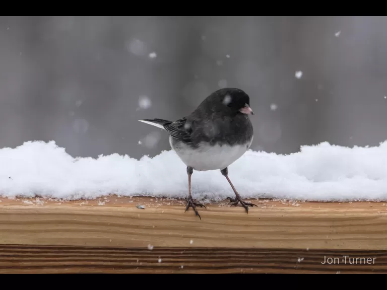 An eastern bluebird in Bolton, photographed by Jon Turner.