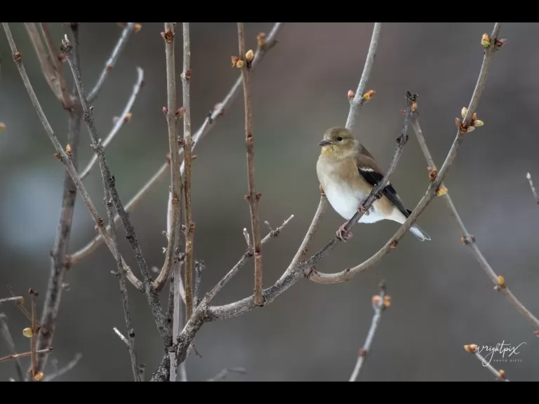 An American goldfinch in Westborough, photographed by Nancy Wright.