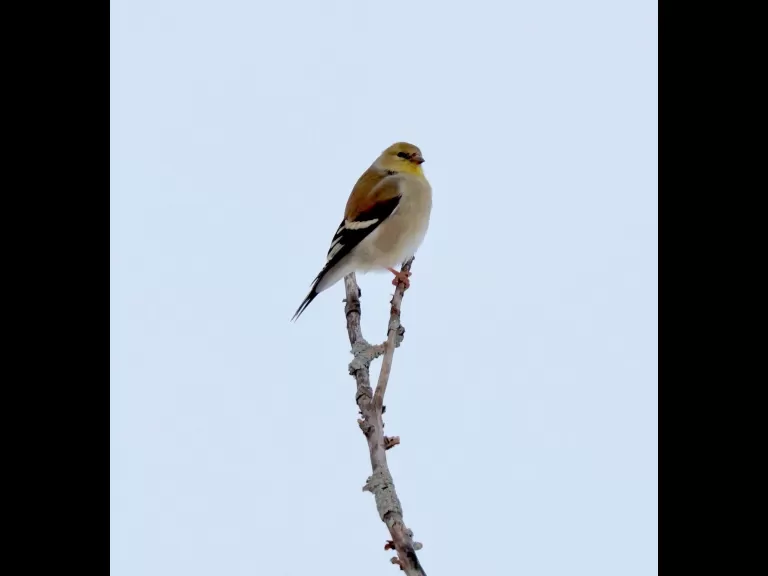 An American goldfinch at Breakneck Hill Conservation Land in Southborough, photographed by Steve Forman.