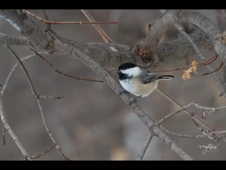 An American goldfinch in Westborough, photographed by Nancy Wright.