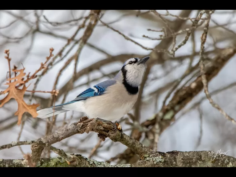 An American goldfinch in Westborough, photographed by Nancy Wright.