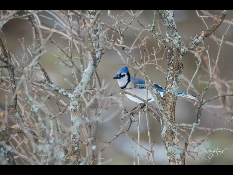 An American goldfinch in Westborough, photographed by Nancy Wright.