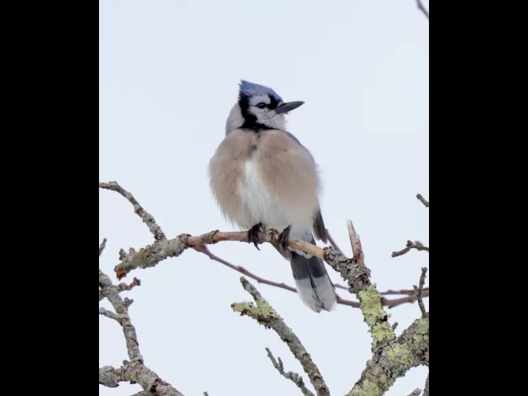 An American goldfinch at Breakneck Hill Conservation Land in Southborough, photographed by Steve Forman.
