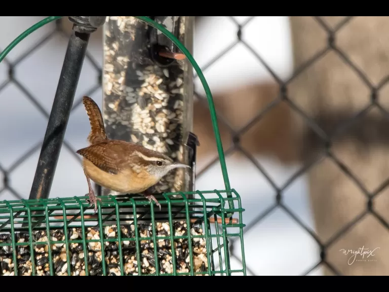 An American goldfinch in Westborough, photographed by Nancy Wright.