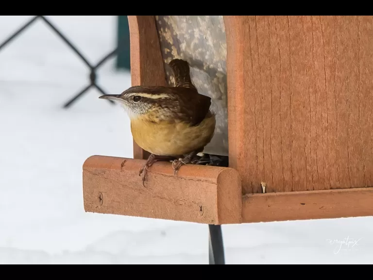 An American goldfinch in Westborough, photographed by Nancy Wright.