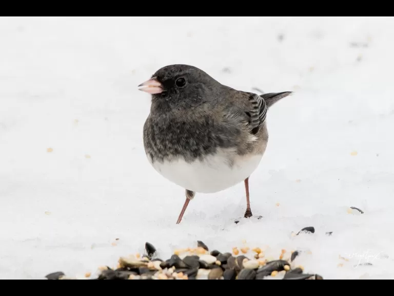 An American goldfinch in Westborough, photographed by Nancy Wright.