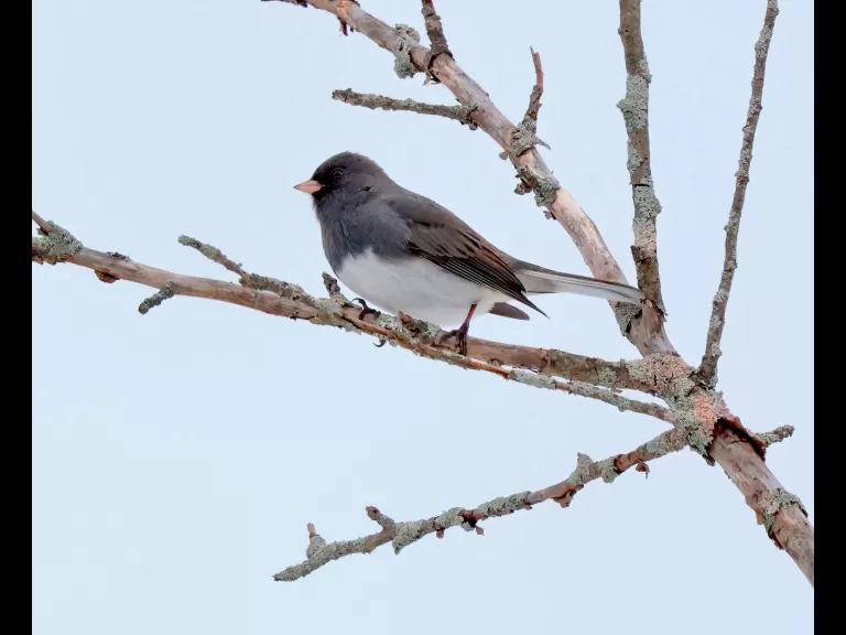 An American goldfinch at Breakneck Hill Conservation Land in Southborough, photographed by Steve Forman.