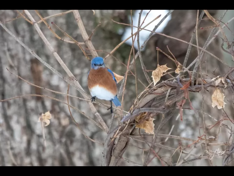 An American goldfinch in Westborough, photographed by Nancy Wright.