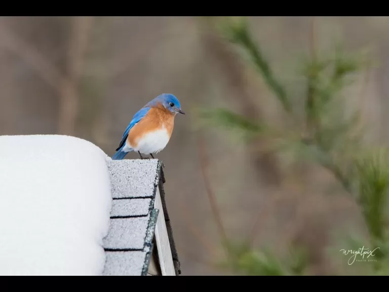 An American goldfinch in Westborough, photographed by Nancy Wright.