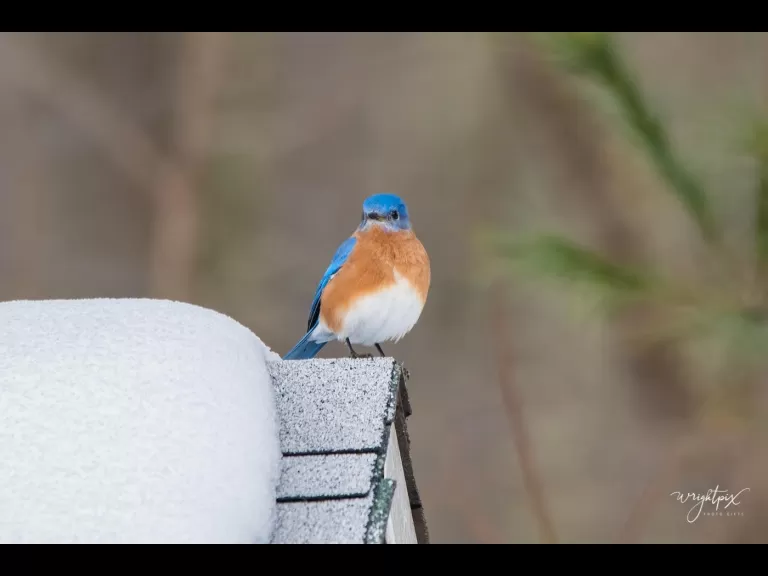 An American goldfinch in Westborough, photographed by Nancy Wright.