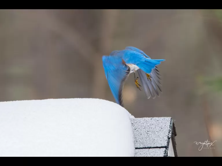 An American goldfinch in Westborough, photographed by Nancy Wright.