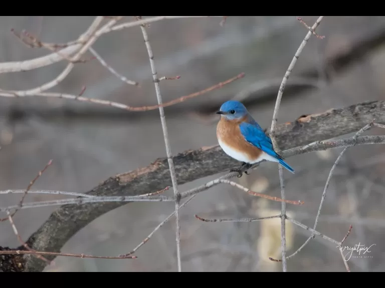An American goldfinch in Westborough, photographed by Nancy Wright.
