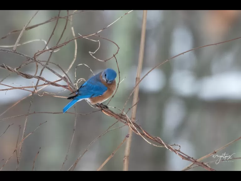 An American goldfinch in Westborough, photographed by Nancy Wright.