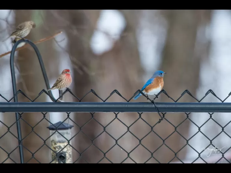 An American goldfinch in Westborough, photographed by Nancy Wright.
