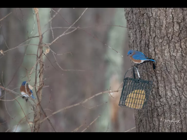 An American goldfinch in Westborough, photographed by Nancy Wright.