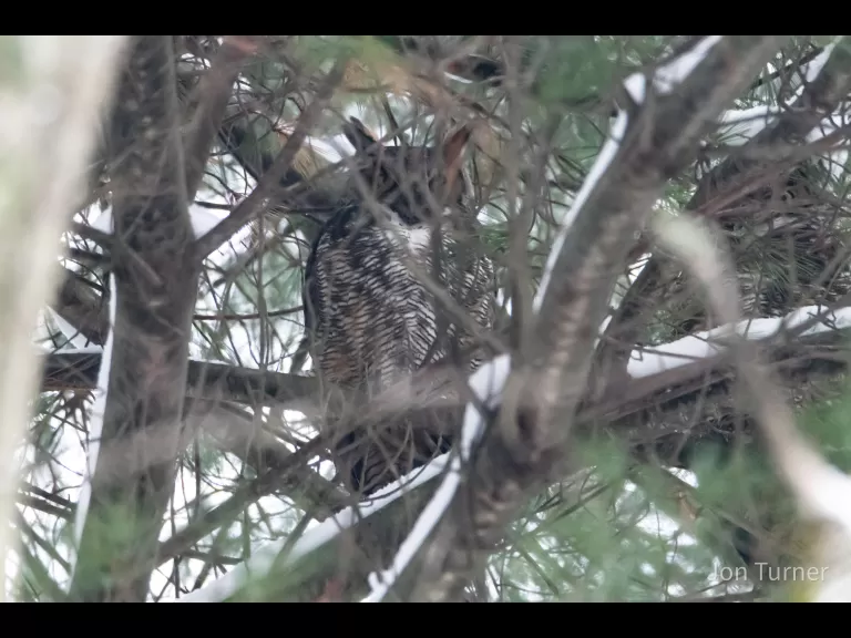 A great horned owl at SVT's Lyons-Cutler Reservation in Sudbury, photographed by Jon Turner.