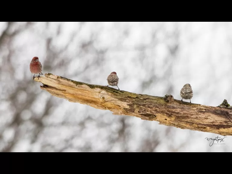 An American goldfinch in Westborough, photographed by Nancy Wright.