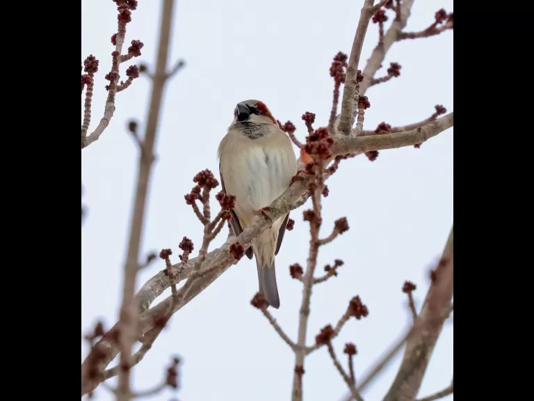 An American goldfinch at Breakneck Hill Conservation Land in Southborough, photographed by Steve Forman.