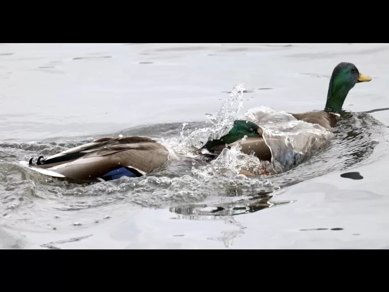 A mallard at Hager Pond in Marlborough, photographed by Steve Forman.