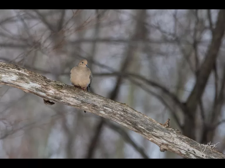 An American goldfinch in Westborough, photographed by Nancy Wright.