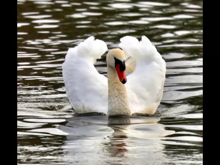 A mallard at Hager Pond in Marlborough, photographed by Steve Forman.