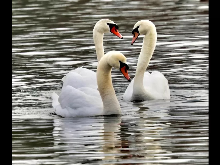 A mallard at Hager Pond in Marlborough, photographed by Steve Forman.