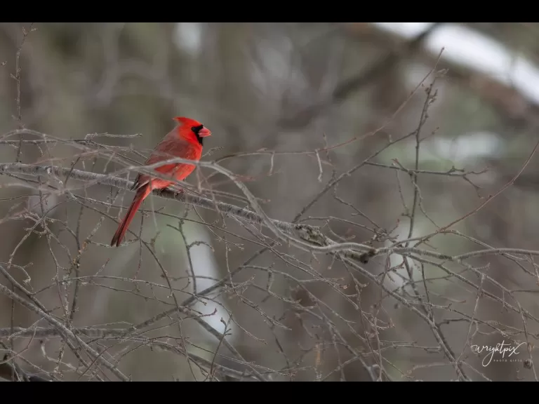 An American goldfinch in Westborough, photographed by Nancy Wright.