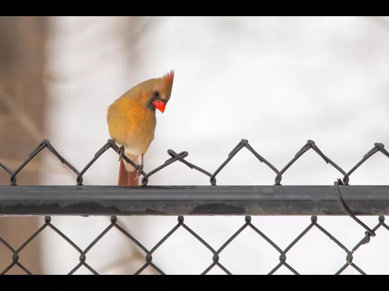 An American goldfinch in Westborough, photographed by Nancy Wright.