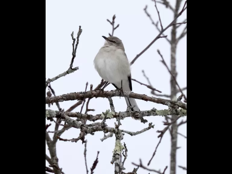 An American goldfinch at Breakneck Hill Conservation Land in Southborough, photographed by Steve Forman.
