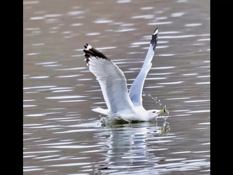 A mallard at Hager Pond in Marlborough, photographed by Steve Forman.