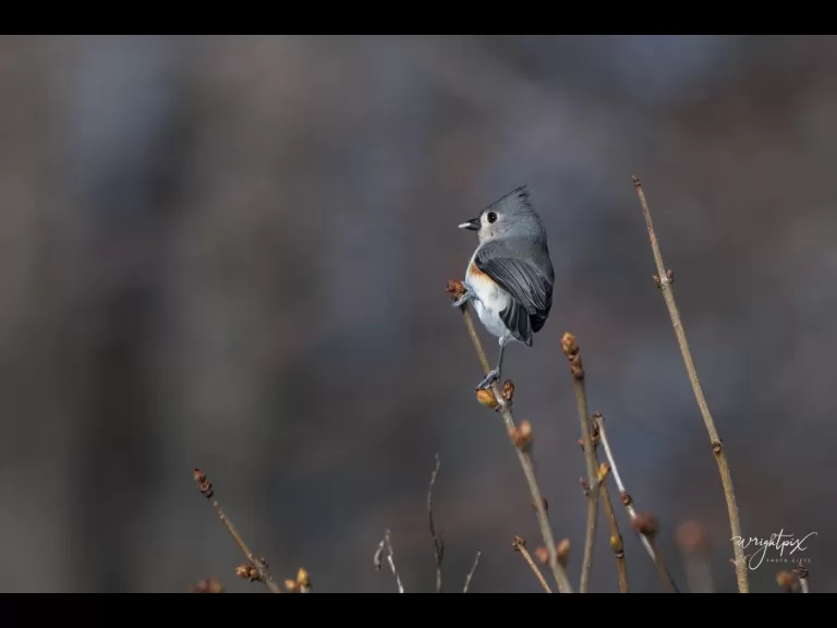 An American goldfinch in Westborough, photographed by Nancy Wright.