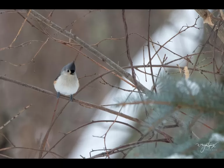 An American goldfinch in Westborough, photographed by Nancy Wright.