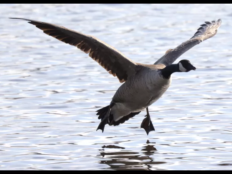 A Canada goose at Hager Pond in Marlborough, photographed by Steve Forman.