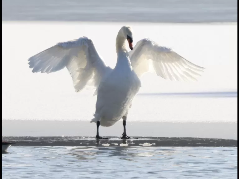 A Canada goose at Hager Pond in Marlborough, photographed by Steve Forman.