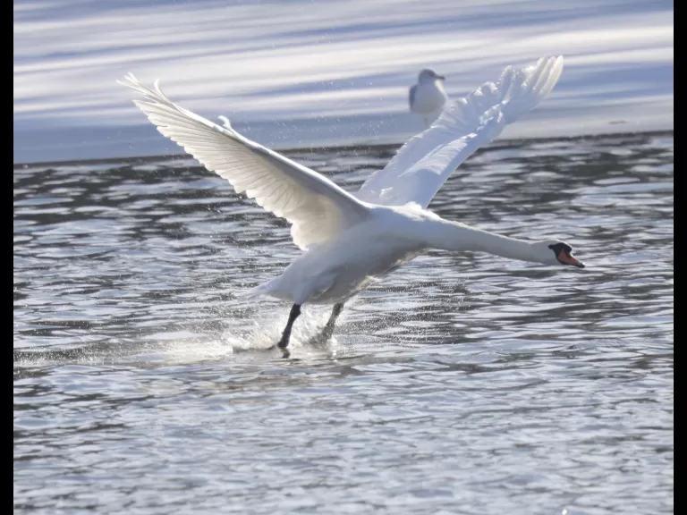 A Canada goose at Hager Pond in Marlborough, photographed by Steve Forman.