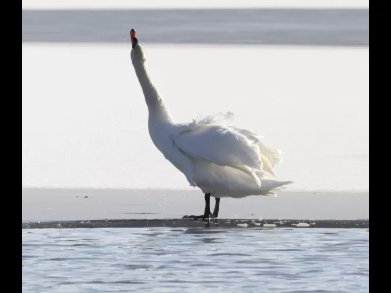 A Canada goose at Hager Pond in Marlborough, photographed by Steve Forman.