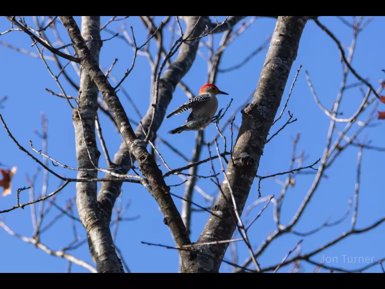 A red-bellied woodpecker in Stow, photographed by Jon Turner.