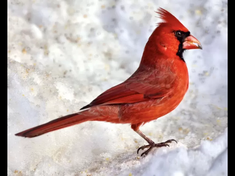 A blue jay in Framingham, photographed by Steve Forman.