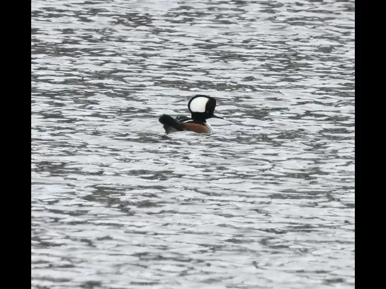 A hooded merganser on the Sudbury Reservoir in Southborough, photographed by Steve Forman.