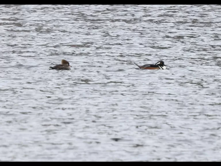 A hooded merganser on the Sudbury Reservoir in Southborough, photographed by Steve Forman.