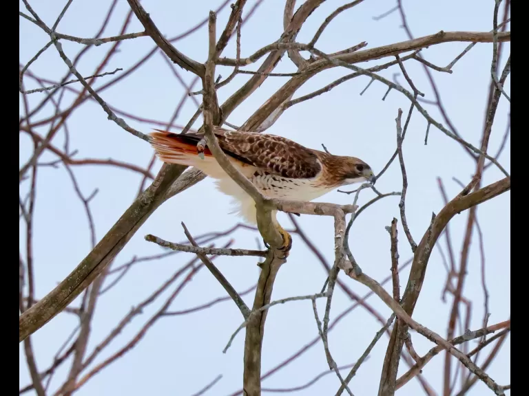 A red-tailed hawk at Breakneck Hill Conservation Land in Southborough, photographed by Steve Forman.