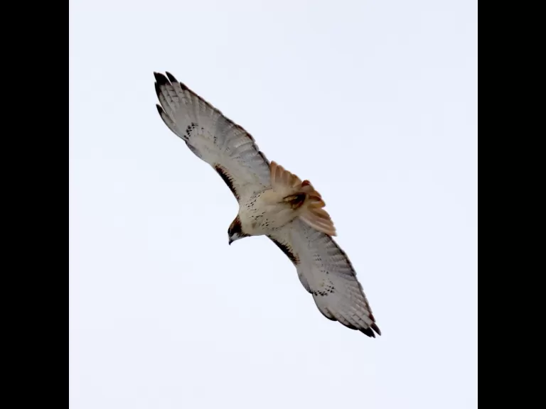 A red-tailed hawk at Breakneck Hill Conservation Land in Southborough, photographed by Steve Forman.