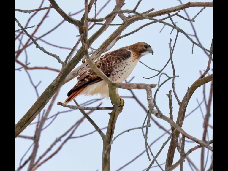 A red-tailed hawk at Breakneck Hill Conservation Land in Southborough, photographed by Steve Forman.