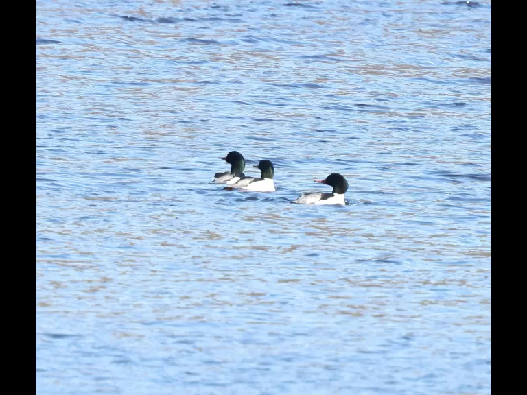 Common mergansers on the Sudbury Reservoir in Southborough, photographed by Steve Forman.