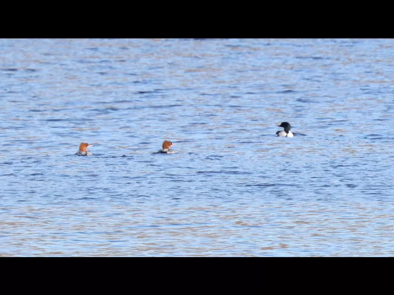Common mergansers on the Sudbury Reservoir in Southborough, photographed by Steve Forman.