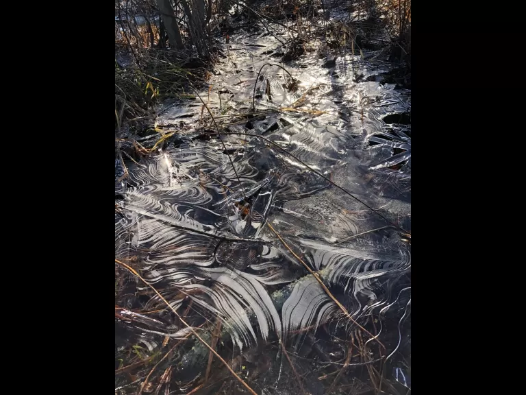 Patterns in ice, photographed along Crane Swamp in Northborough by David Morgan.