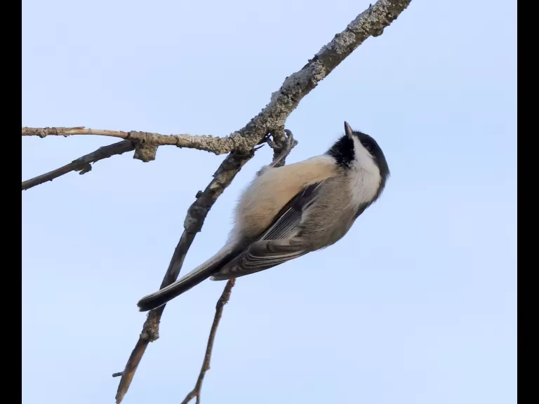 A black-capped chickadee at Breakneck Hill Conservation Land in Southborough, photographed by Steve Forman.