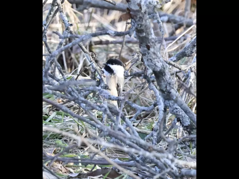 A black-capped chickadee at Breakneck Hill Conservation Land in Southborough, photographed by Steve Forman.
