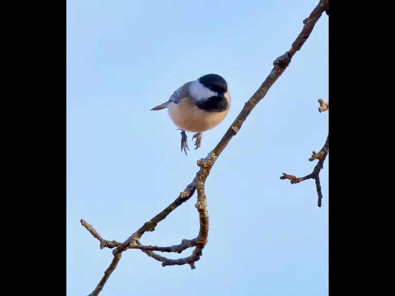 A black-capped chickadee at Breakneck Hill Conservation Land in Southborough, photographed by Steve Forman.
