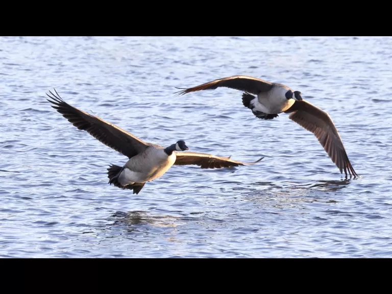 Canada geese at Hager Pond in Marlborough, photographed by Steve Forman.